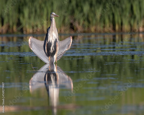 Heron