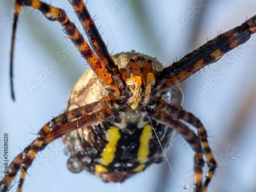 close up of a spider