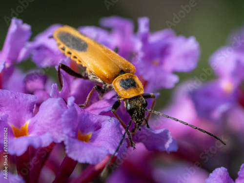 beetle on flower