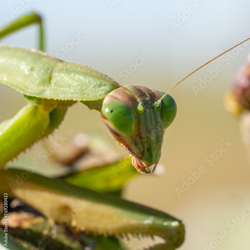 green praying mantis