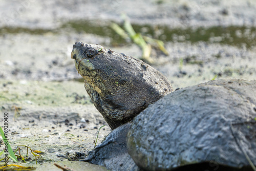 Snapping turtle 