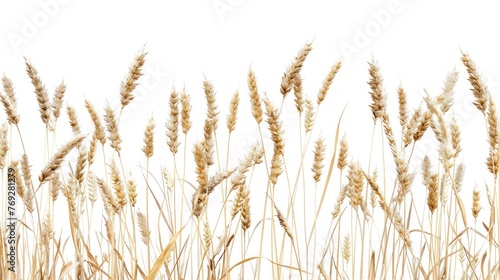 Ripe wheat in the field white background