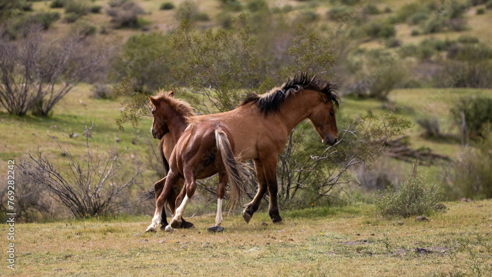 Obraz premium Wild horse stallions kicking while fighting in the Salt River Canyon area near Scottsdale Arizona United States