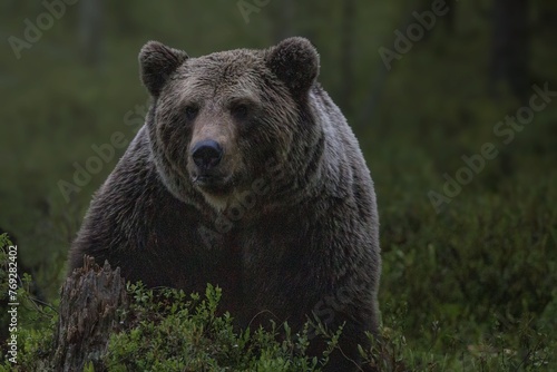 Amongst Giants: Finding Harmony in the Habitat of the Beautiful Bear 