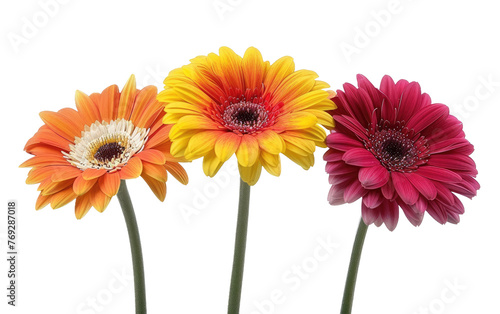 Beautiful Gerbera Blossoms isolated on transparent Background