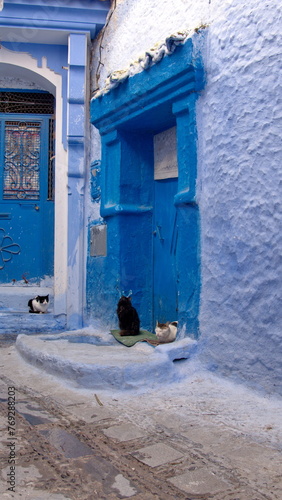 Cats in front of doors at the end of an alley in the medina in Chefchaouen, Morocco © Angela