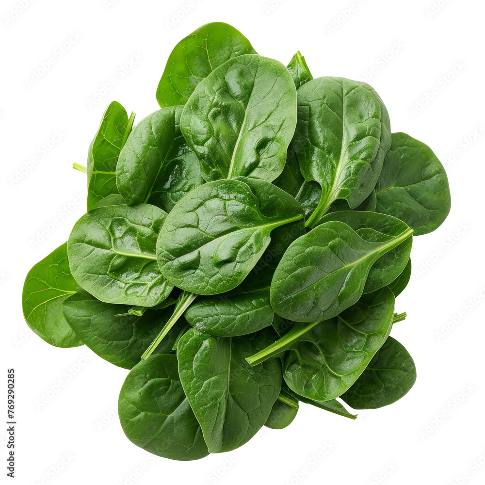 fresh spinach leaves isolated fresh spinach leaves isolated