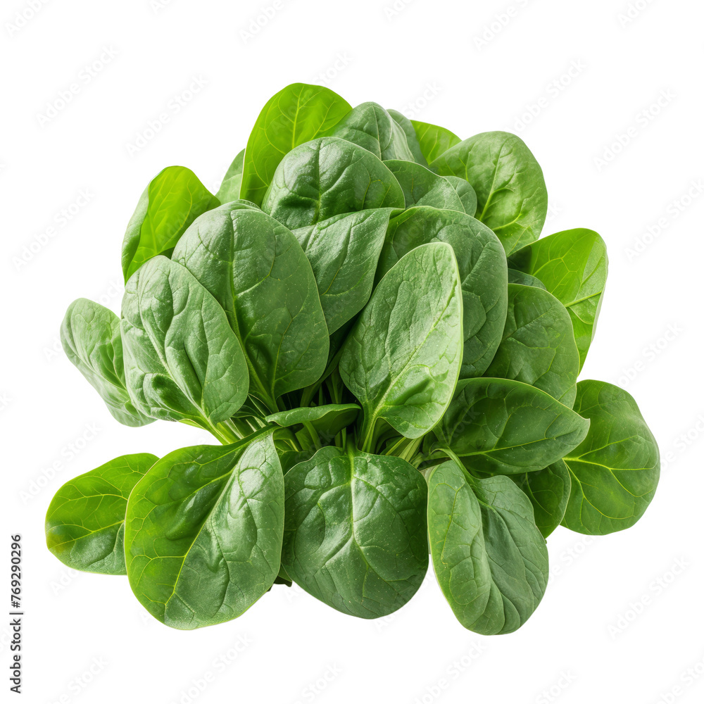 fresh spinach leaves fresh spinach leaves
