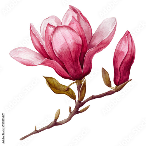 MAGNOLIA BLOSSOM - 1