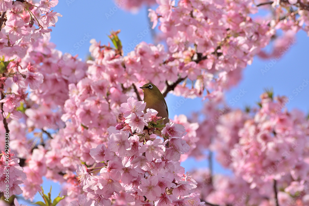 河津桜
さくら
桜
春
日本