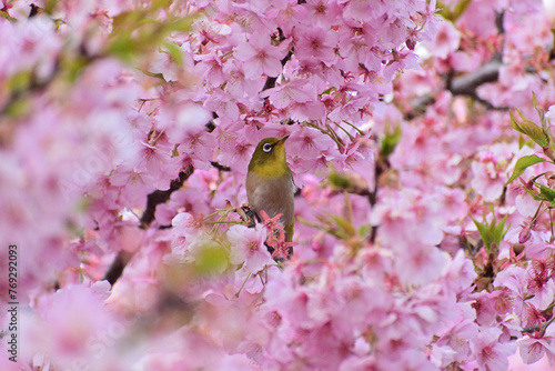 河津桜
さくら
桜
春
日本