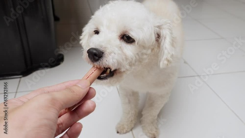 Closeup shot toy puddle dog eating a snack given by owners hand cute animal slow motion biting healthy canine food