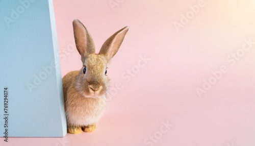 cute easter rabbit sticking out blue corner on pink background with empty space for text or product currious small bunny symbol of spring and easter