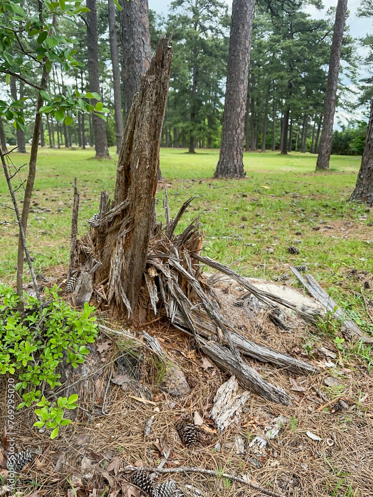 Vertical Photo of a shredded Pine Tree Stump at a park Vertical Photo of a shredded Pine Tree Stump at a park