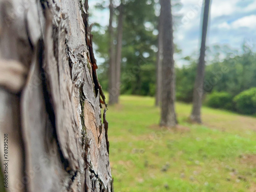 Close-up of a pine tree trunk in a park