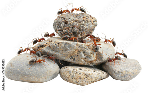 Ants Abound: Stone Encounters isolated on transparent Background photo