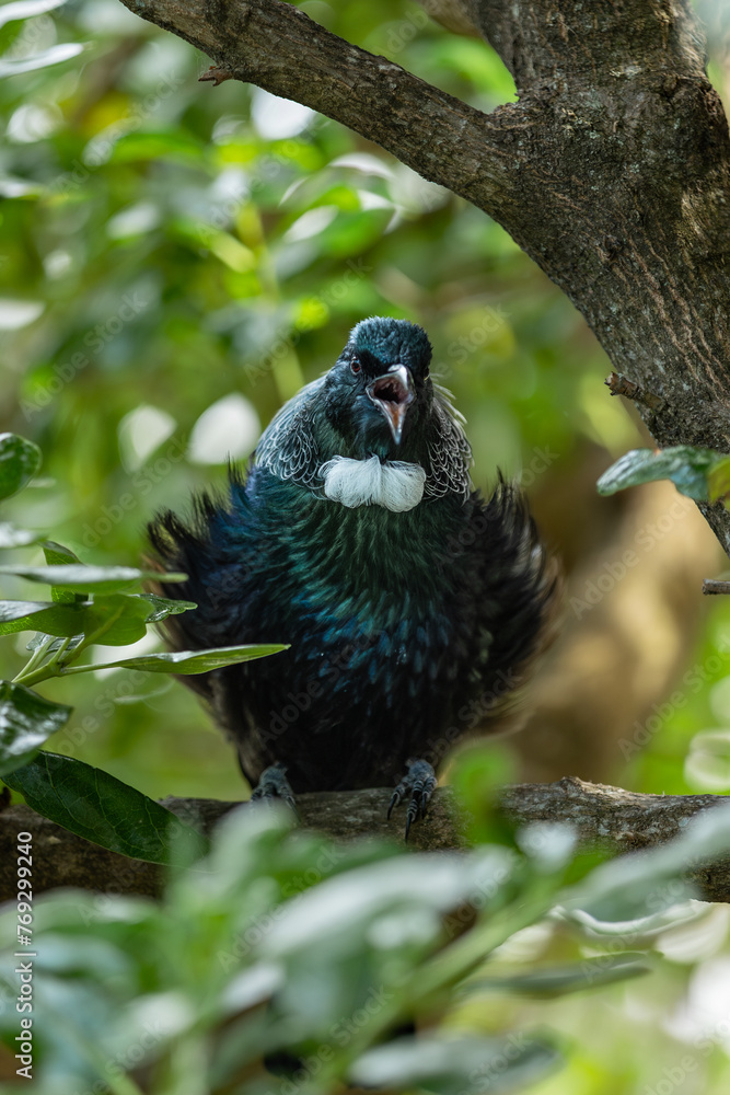 Obraz premium Singing Tui Bird in a tree in New Zealand