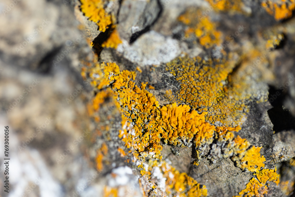 Common orange lichen, yellow lichen growing on the rocks at the beach in NZ Common orange lichen, yellow lichen growing on the rocks at the beach in NZ