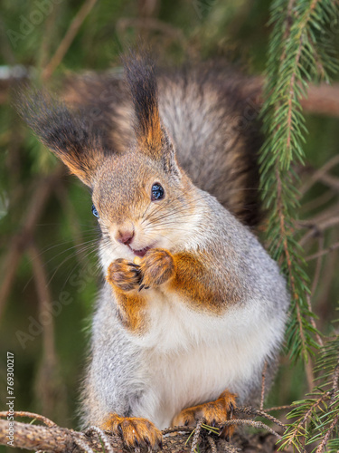 The squirrel with nut sits on tree in the winter or late autumn © Dmitrii Potashkin