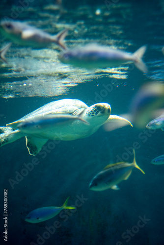 Sea turtle © Viktoryia