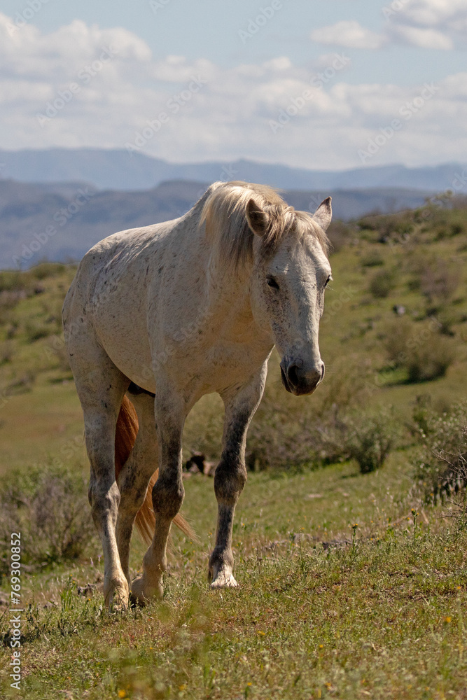 White wild horse stallion walking uphill in the Salt River wild horse management area near Scottsdale Arizona United States White wild horse stallion walking uphill in the Salt River wild horse management area near Scottsdale Arizona United States