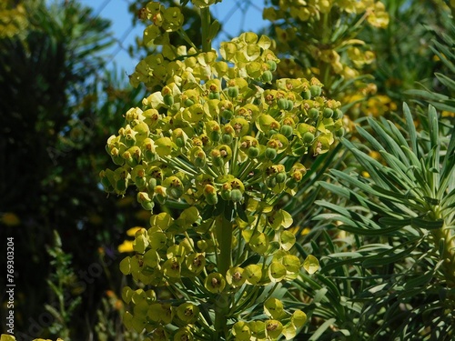 Mediterranean or Albanian spurge, or Euphorbia characias, wild plant flowers, in Attica, Greece