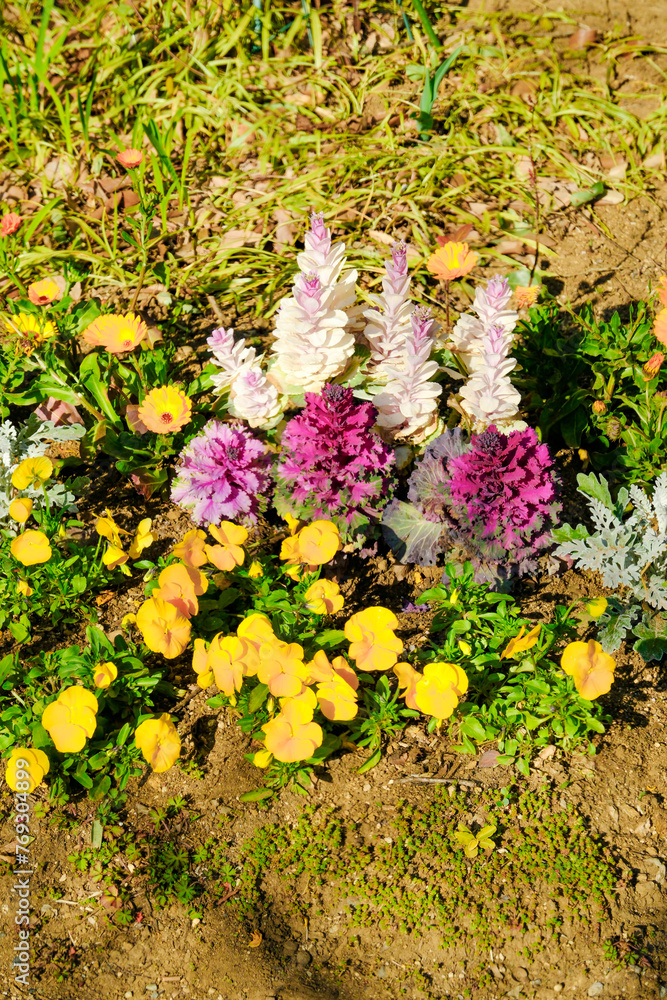 Obraz premium 春の花咲くふなばしアンデルセン公園