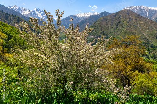 Blooming apple trees in the mountains near the Kazakh city of Almaty. Modern scientists believe that all apple trees in the world descended from wild apple trees from Kazakhstan © Max Zolotukhin
