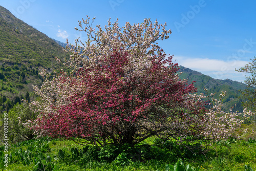 Blooming apple trees in the mountains near the Kazakh city of Almaty. Modern scientists believe that all apple trees in the world descended from wild apple trees from Kazakhstan