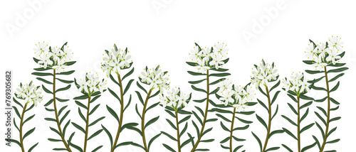marsh Labrador tea, field flower, vector drawing wild plants at white background, Rhododendron tomentosum, floral border, hand drawn botanical illustration