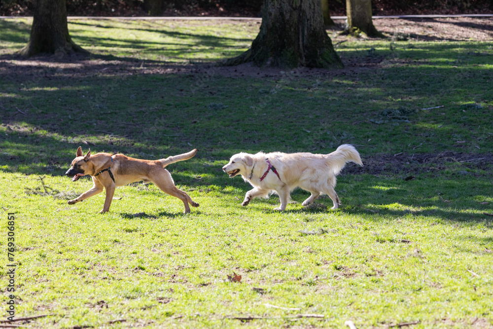 Action picture of a different breeds of happy dogs playing with each other and enjoying a warm spring weather in a dog park