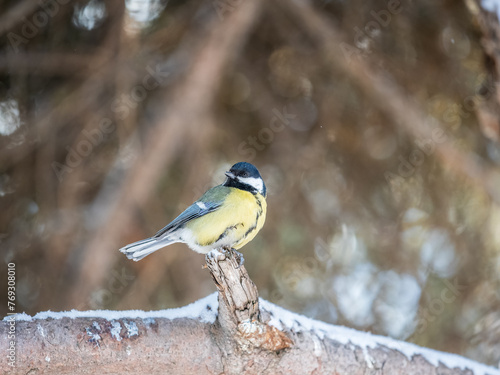 Cute bird Great tit, songbird sitting on a branch without leaves in the autumn or winter.