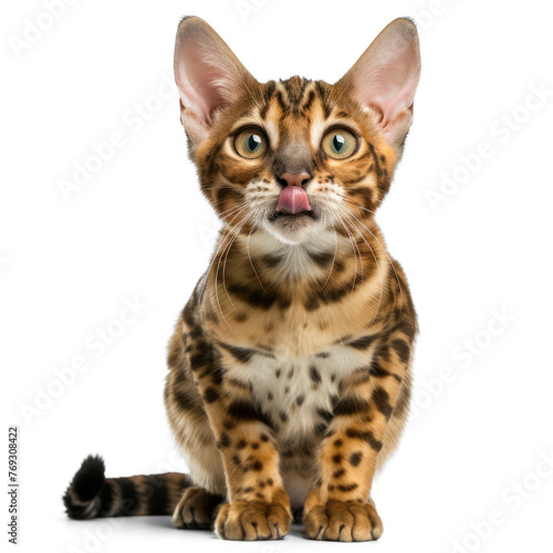 Front view of a snow lynx Bengal cat licking its lips, on transparency background PNG  © Sim