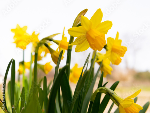 yellow daffodils