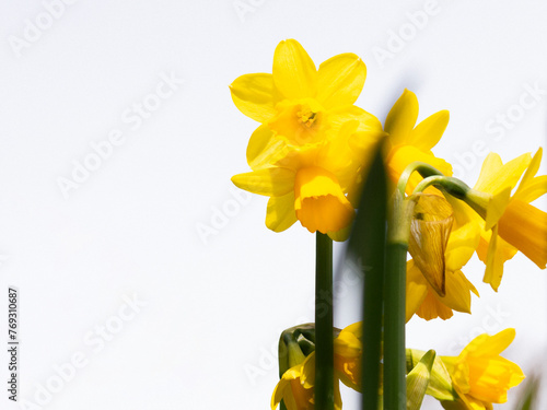 yellow daffodils isolated on white background