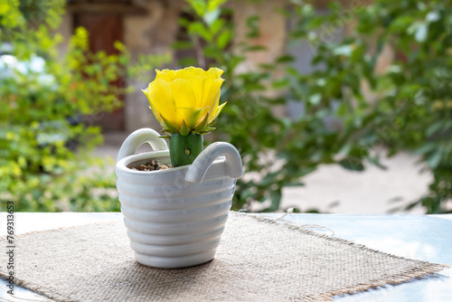 Beautiful yellow blossom of Prickly Pear Cactus flower. Opuntia humifusa. Small flowering cactus in white ceramic pot in form of grocery basket. photo