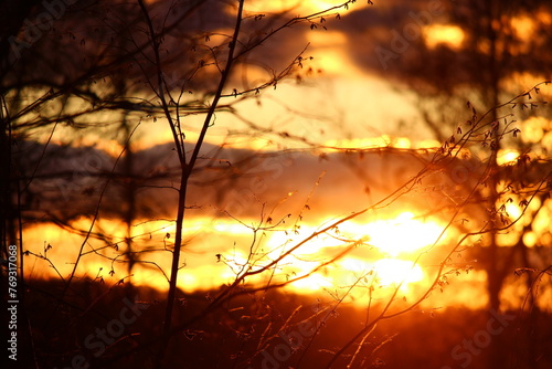 Beautiful red sunset behind the tree branches. Colorful natural background. Sunset in the forest area