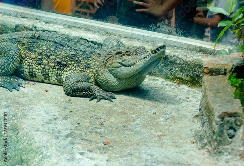  Crocodiles are large reptiles that prefer water environments, Crocodiles live in a wide area of ​​tropical areas of Africa, Asia, North America,