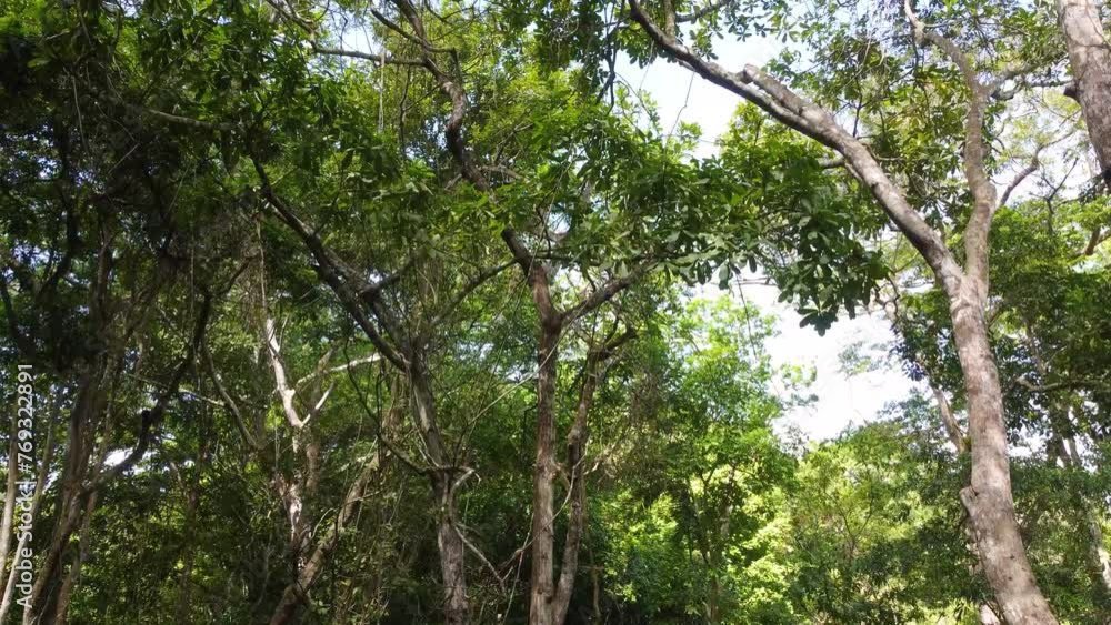 Drone moving upwards the rainforest showing the treetops of the lush vegetation of the jungle of Minca in Colombia. Drone moving upwards the rainforest showing the treetops of the lush vegetation of the jungle of Minca in Colombia.