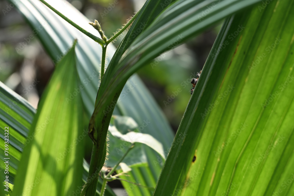 Fototapeta premium A glimpse of a spider's hidden face while sitting on the edge of a palm leaf