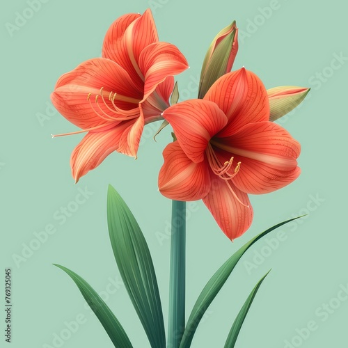 Flat Design, Beautiful Amaryllis Flower Illustration, Vector Style.