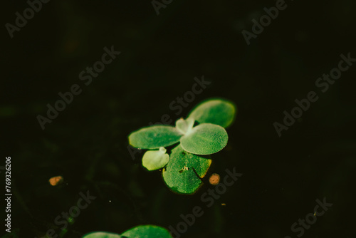 Vietnam.Lemna minor is usually a population, growing quickly and strongly in clean water conditions.Lemna minor is also known as duckweed.