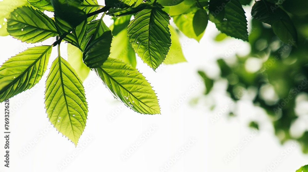 Freshness background with selective focus and bokeh green leaves, nature background. Freshness background with selective focus and bokeh green leaves, nature background.