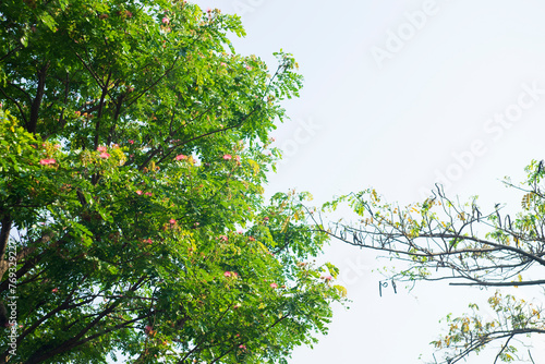 Barringtonia acutangula flowers bloom in long drooping clusters like firecrackers on Tet holiday,Barringtonia acutangula growing at the tips of branches, green buds, small, red flowers,