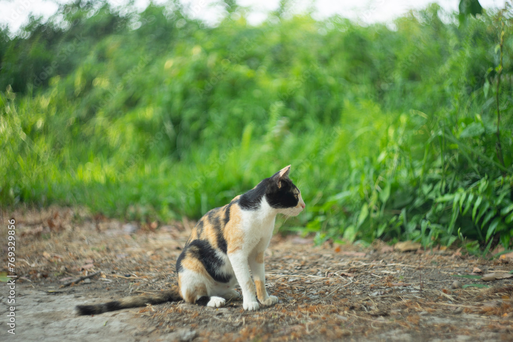 Contrary to popular belief that cats are solitary animals, cat often form small herds in wild habitats.In domestic situations, cats typically live 14 to 25 years, although the oldest known cat lived 