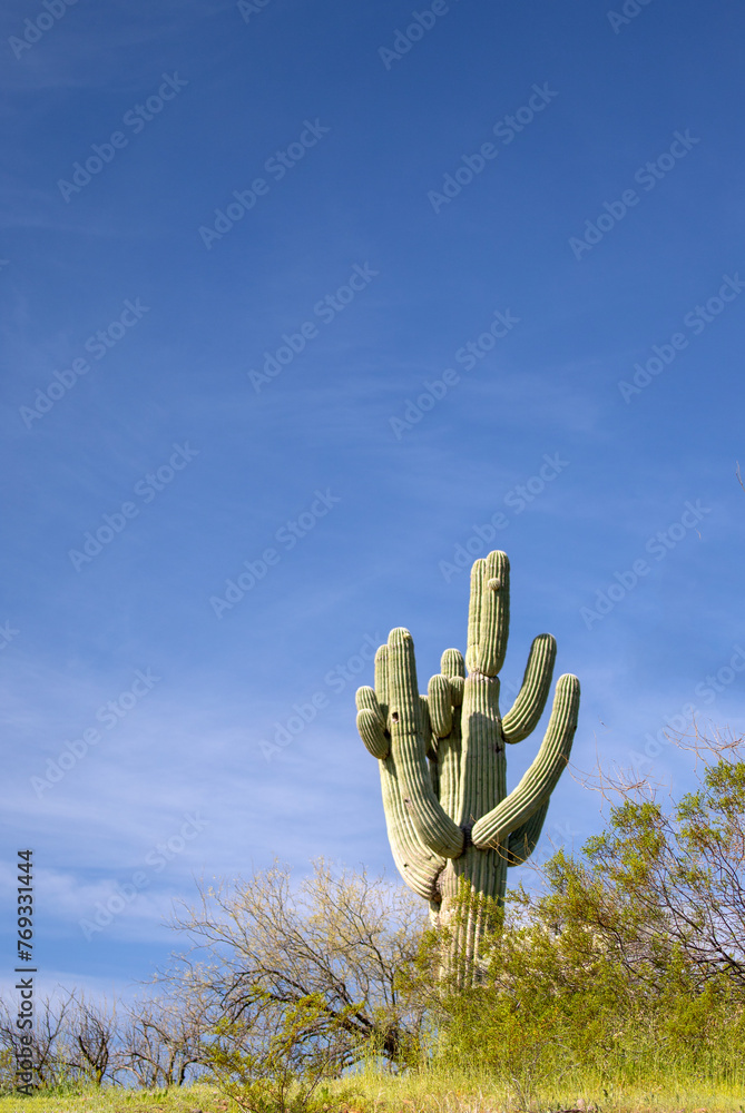 Saguaro cactus under blue sky in the Salt River management area near Scottsdale Arizona United States