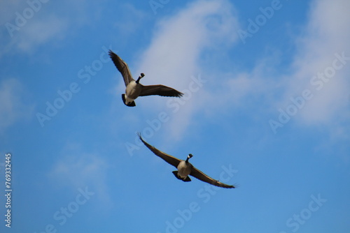Geese In Flight, Gold Bar Park, Edmonton, Alberta