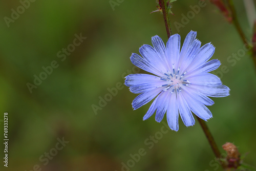 Blooming chicory plant with blue flowers.
