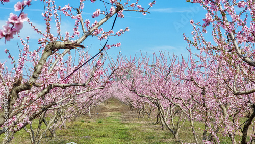 peach tree pink flowers in varoia greece photo