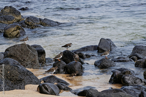 Bécasseaux à l'affût au bord de mer